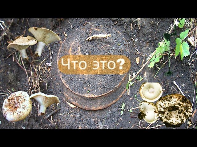 ✔Грибалка плюс Металлокоп⛏ в лесу Дверка в потусторонний мир✔