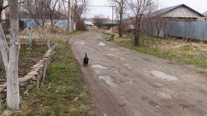 Бедный петушок его спасли