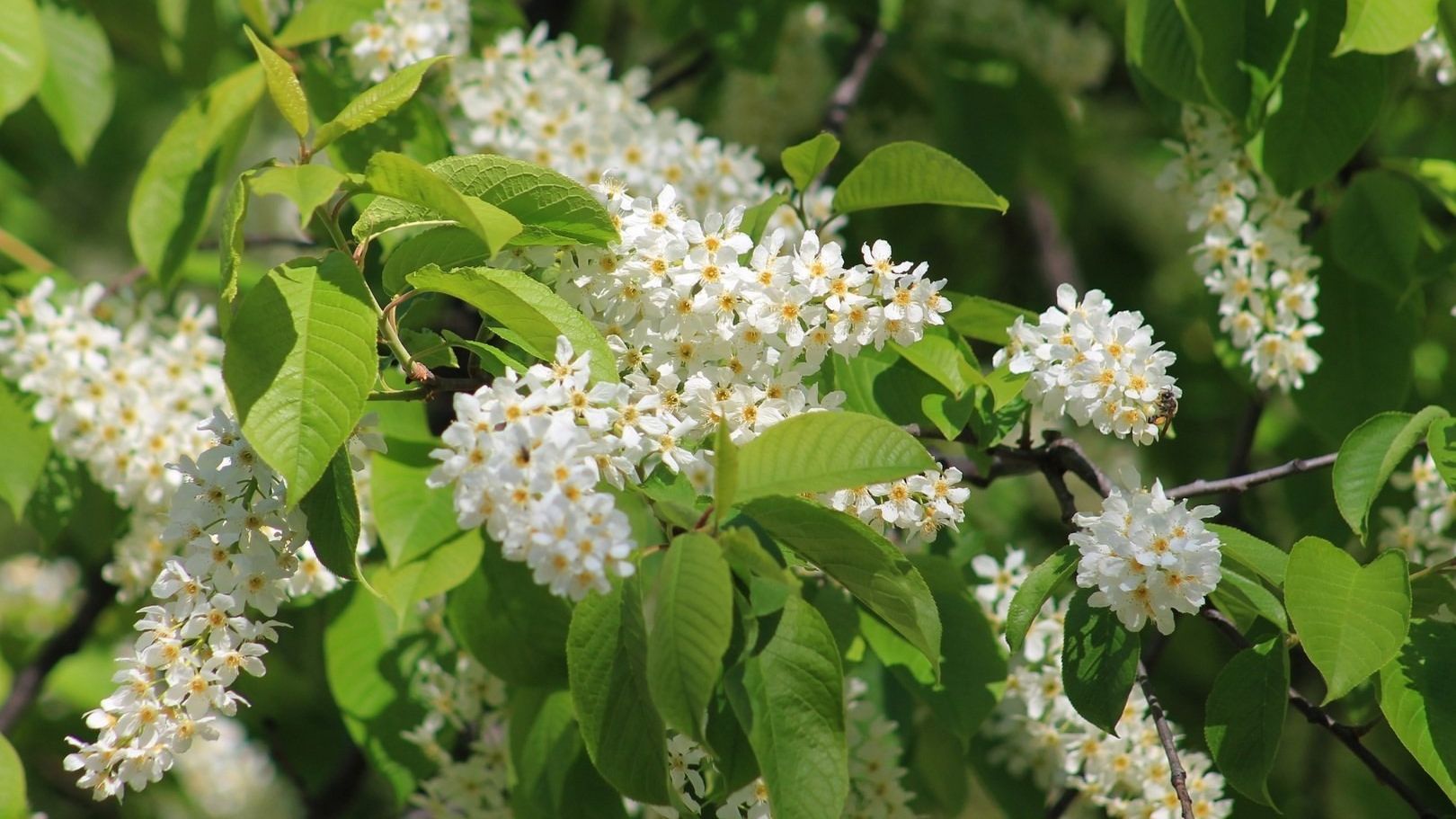 ВЕСЫ🍀🍀🍀 Ваш таро-прогноз на МАРТ 2026 года.