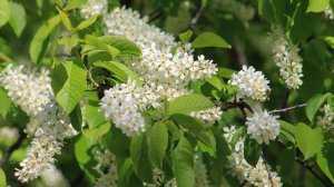 ВЕСЫ🍀🍀🍀 Ваш таро-прогноз на МАРТ 2026 года.