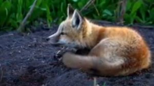 Истина близко﹤﹥8﹤﹥∆α&₽