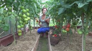 6 соток 16 июля 2021 год. Хроника.