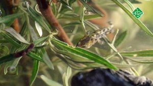 Саламандра. Битва за выживание. Анонс. Канал ЗОО ТВ