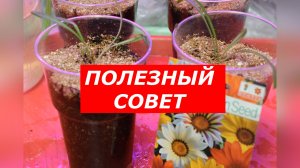 ПИКИРОВКА ГАЦАНИИ: Главная ошибка, из-за которой она не цветет!
