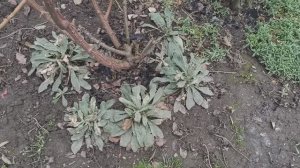 16февраля. Гуляем по огороду.