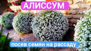 АЛИССУМ ПОСЕВ СЕМЯН НА РАССАДУ