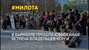 В Барнауле прошла юбилейная корги-туса, собравшая более полусотни хвостатых