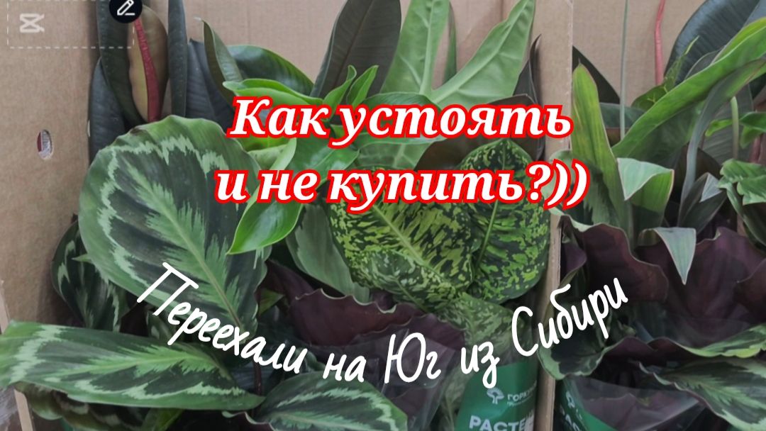 783ч🏡11.02.26-Осталась без перца//Чего только нет//На ужин камбала//Подоконник почти готов смотреть онлайн