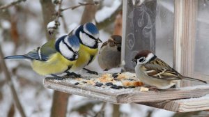 Птичья столовая