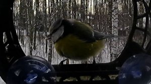 Шарик милоты