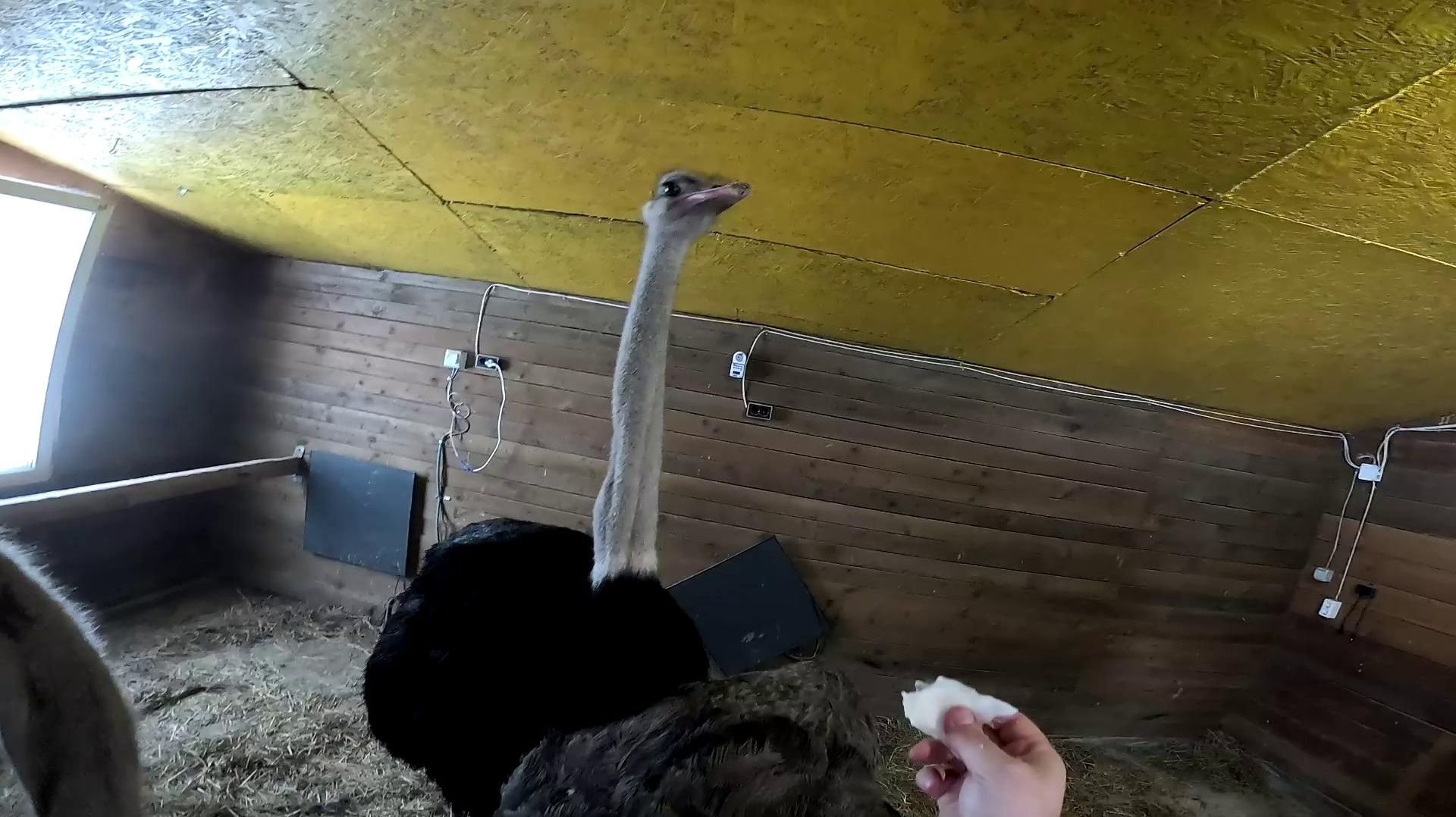 Страус стал мне другом ? Что с трактором ?! ХУТОР В ЛЕСУ №980 смотреть онлайн