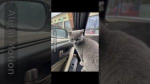 КОТЫ ИИ