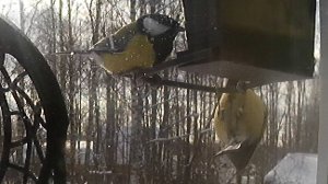 Птичка-синичка сдает нормы ГТО