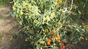 Помидоры Хайнц - Heinz Tomato