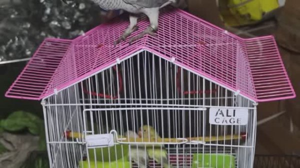 Процесс изготовления птичьей клетки. Клетки для попугайчиков и канареек.