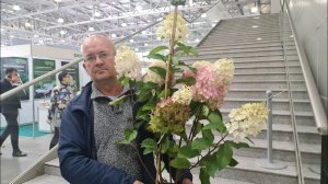 Индиан Саммер. Метельчатая гортензия для суровой зимы и жаркого лета