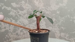 Обзор деревьев. Фикусы_Мирты_Можжевельник