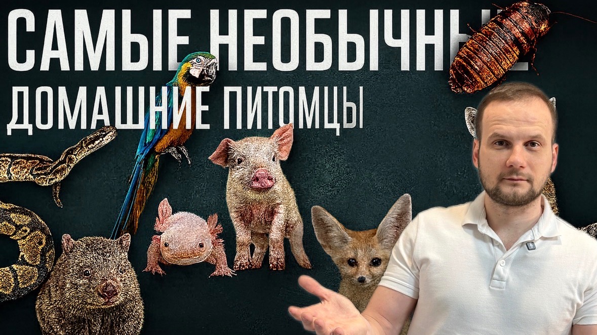 Топ необычных домашних животных смотреть онлайн
