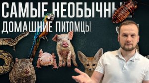 Топ необычных домашних животных