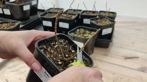 Весенняя обрезка метельчатых гортензий в контейнерах