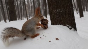 Случайно встретил Балерину