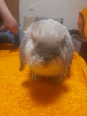 на сколько пушик  любит виноград