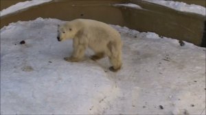 Белка играет с шаром наверху, а Стрелка играет в футбол в бассейне 16.02.2026