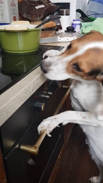 смешная собака ест попкорн