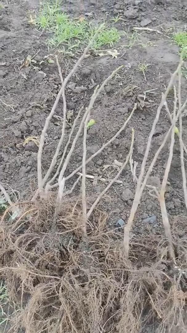 Саженцы инжира оптом Ростов-на-Дону смотреть онлайн