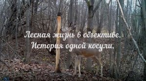 История одной косули на фотоловушку HC-802a.