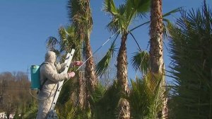 В Сочи начнут по-новому обрабатывать тропические растения от вредителей