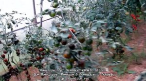 Помидоры Сорт Печенки — COOKIE SELECT. Устойчивость к болезням. Дом Помидоров — Помидом