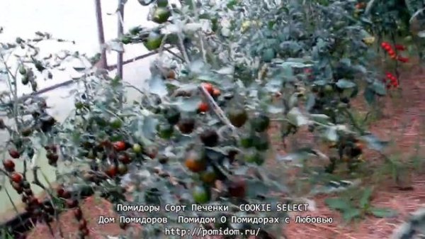 Помидоры Сорт Печенки — COOKIE SELECT. Устойчивость к болезням. Дом Помидоров — Помидом