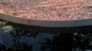 С друзьями в Галицком парке!