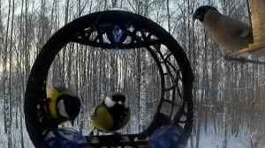 Завтрак птичек в снегопад