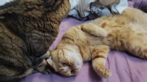 процедуры по расписанию