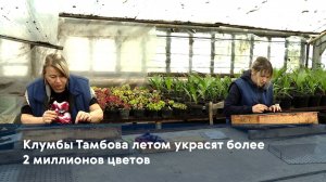 Клумбы Тамбова летом украсят более 2 миллионов цветов