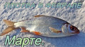 Рыбалка в феврале-марте. Как поймать плотву, когда она пассивна? Есть способ!