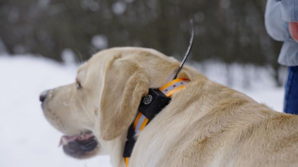 GPS-ошейник ARTELV TRACKER: спокойствие за питомца на каждой прогулке.