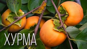 Хурма: фрукт с характером. Как его правильно выбрать, хранить и есть?