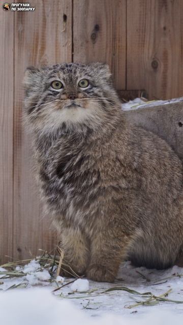 Кошечка манула Снежинки застряла в проходе. Новосибирский зоопарк
