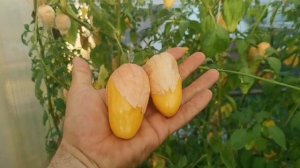 Самый ВКУСНЮЩИЙ на свете Физалис КОРОЛЕВА МАЛИНАЛЬКО дал огромный урожай!