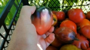 Томатомания. Томатная рапсодия (продолжение)