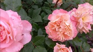 роза Августа Луиза