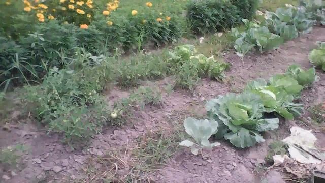 Мой огородник😅❤️ смотреть онлайн