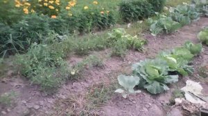 Мой огородник😅❤️