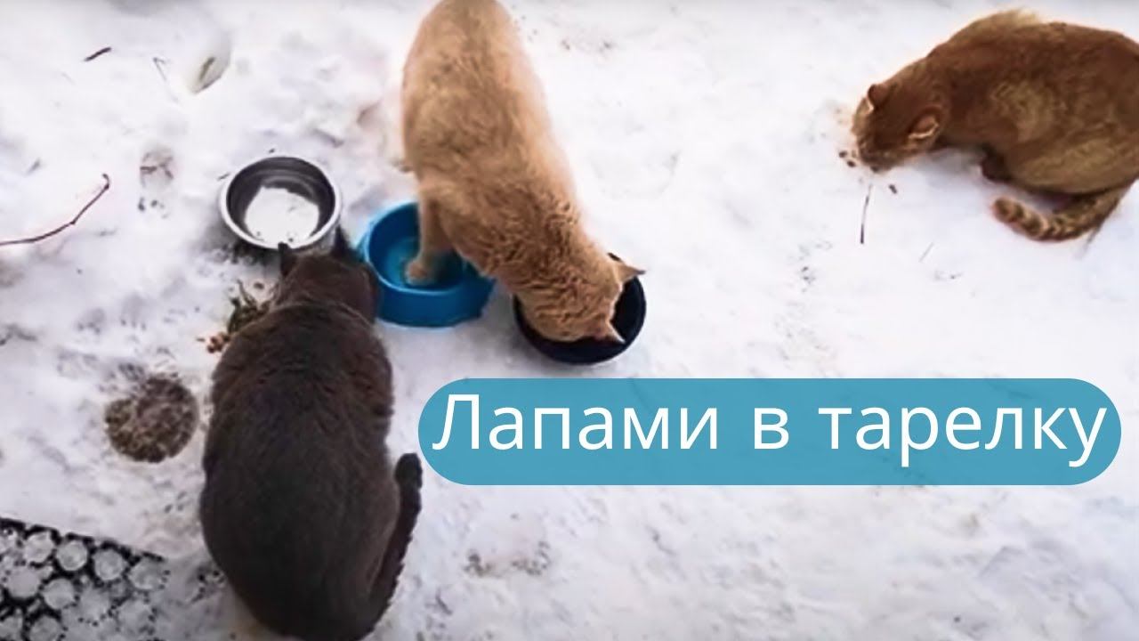 Трапезничаем Три  разноцветных ⬛⬜ кота✔