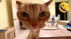 СМЕШНЫЕ КОТЫ 2026 ЛУЧШИЕ ПРИКОЛЫ С КОТАМИ, КОШКИ, ЖИВОТНЫЕ, СМЕШНОЕ ВИДЕО