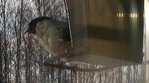 Одинокая снегириха одиноко лузгает семечки