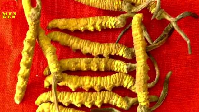 Кордицепс, Гриб, паразит и энергетик смотреть онлайн